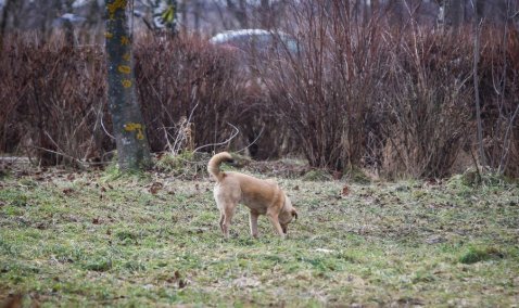 Около 3 миллионов рублей направят на отлов безнадзорных животных в Кашире