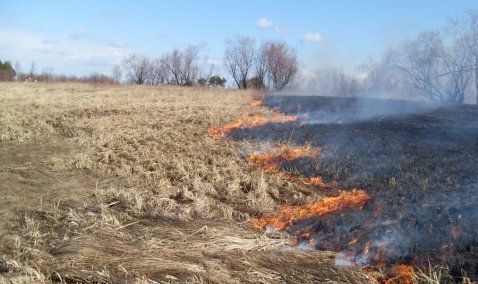 Пал травы приводит к серьезным пожарам