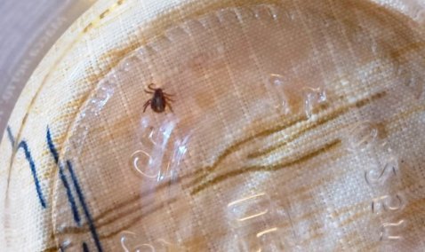 Клещи проснулись в Кашире раньше срока