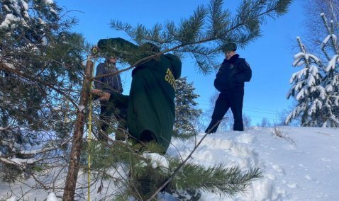 Незаконную вырубку елок пресекли в лесах под Каширой