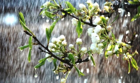 Начало нынешнего лета стало самым холодным в Кашире за последние 10 лет