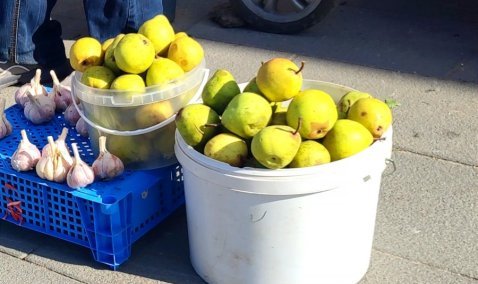 Каширянам предлагают сдавать перезревший урожай на переработку