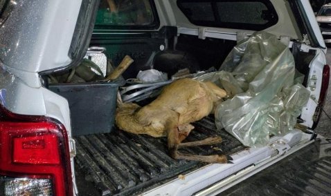 Каширского дачника заставили через суд возместить ущерб за сбитую на снегоходе косулю