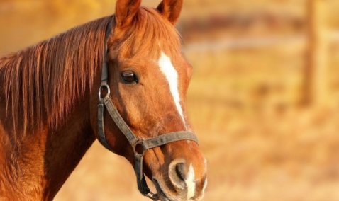 В Подмосковье крадут лошадей: в числе пострадавших – житель городского округа Кашира