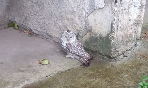 В Кашире спасли травмированную сову, которая сидела под домом на Садовой