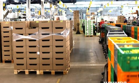 Больше 50 тысяч тонн огурцов и томатов собрали в тепличном комплексе под Каширой