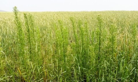 Суд оштрафовал агрофирму из Каширы почти на полмиллиона рублей за нарушение земельного законодательства