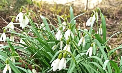 Каширян предупредили об ответственности при сборе подснежников