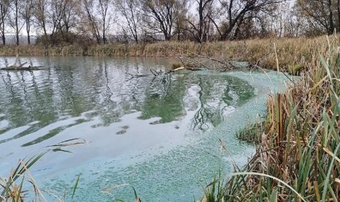 Пруд в Кашире окрасился в зеленый цвет