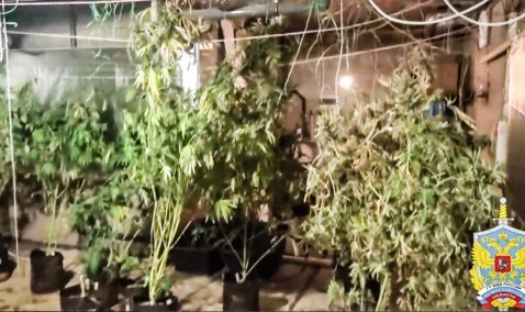 Нарколаборатория изнутри: появились кадры оперативной съемки дома на станции Кашира, где выращивали коноплю
