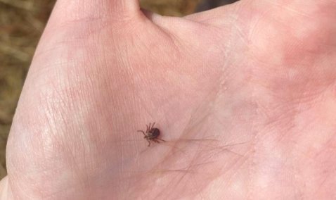 В Каширской больнице предупредили о смертельной опасности проснувшихся клещей