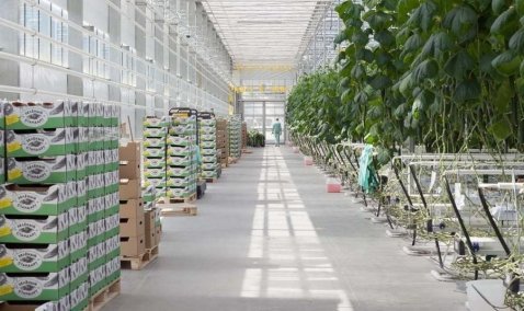 Проект тепличного комплекса в Кашире находится на сопровождении Центра содействия строительству