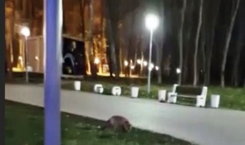 В Каширском городском парке заметили разгуливающую по центральной площади лису