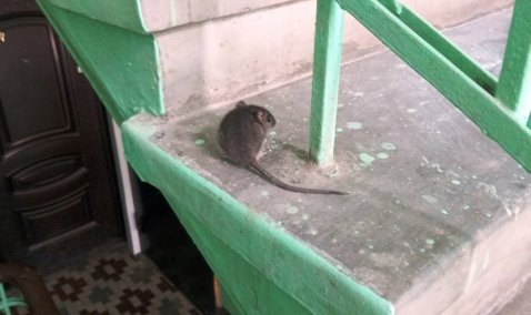 Крысы массово заполонили улицы и дома в Кашире-2