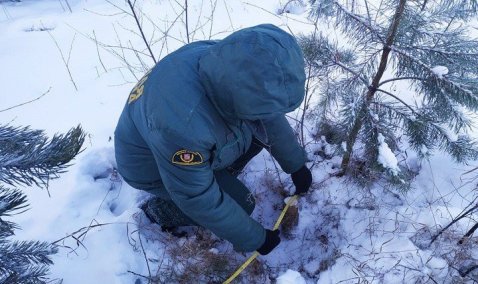 Нарушителя в Кашире привлекут к уголовной ответственности за незаконную рубку сосны
