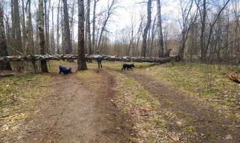 Более 500 человек проголосовали за создание лесопарка на территории березовой рощи в Кашире-2