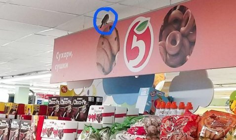 Жители поселка Зендиково жалуются на... воробьев, поселившихся на прилавках местного магазина