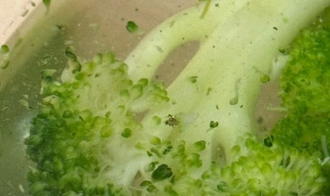 «Суп с сюрпризом»: каширянка обнаружила в брокколи из магазина живность