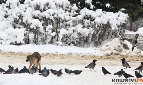 В Кашире обследуют места скопления бродячих животных и с мая начнут регулярный отлов