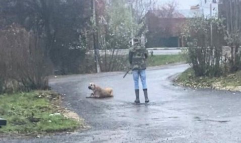 Каширская прокуратура взяла на контроль уголовное дело по факту расстрела бездомной собаки в Тарасково