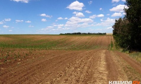 Минтранс выкупит участки у ЗАО «Русское поле» для строительства дороги к объекту по обращению с отходами в г.о. Кашира