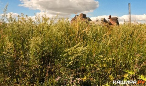 Фирму из Каширы оштрафовали на 800 тысяч рублей за дважды нескошенную траву