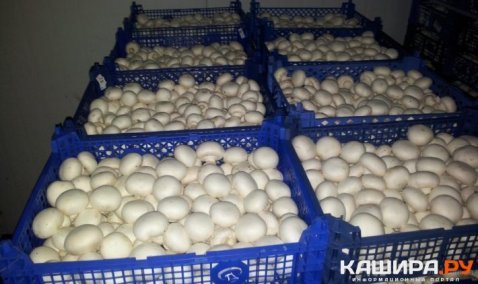 Шампиньонов на всех хватит