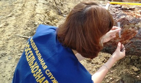 Фирму из деревни Кокино оштрафовали за нарушение фитосанитарного законодательства