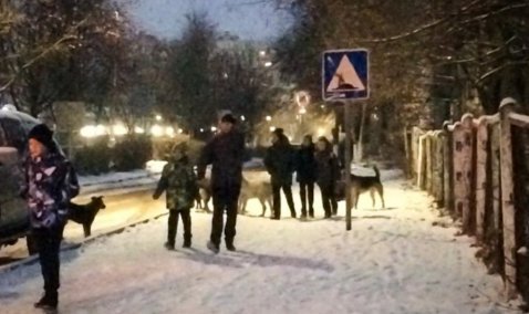 В Кашире – карантин по бешенству животных: зараженное животное нашли в микрорайоне-3