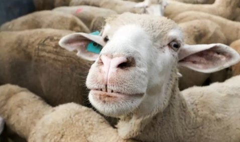 В Кашире пройдут ритуальные жертвоприношения животных в честь праздника Курбан-байрам