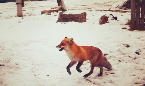 Жители Ожерелья засняли гуляющую по улицам лису