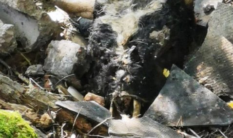 В Кашире инициировали проверку после обнаружения останков крупного рогатого скота