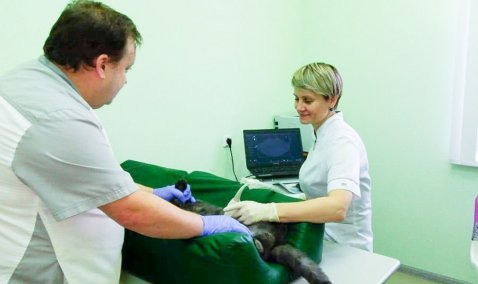 Владельцы животных в Кашире с февраля могут воспользоваться круглосуточной ветеринарной помощью в государственной клинике