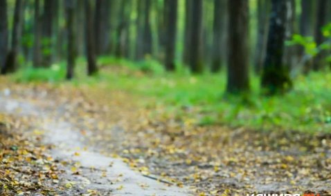 Стало известно, что планируют обустроить в новом лесопарке в Кашире-2