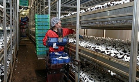 НГК «Кашира» – в лидерах Подмосковья по количеству собранных грибов