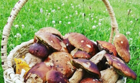 Спасатели напоминают о мерах безопасности при посещении лесов: поиски грибников уже велись возле Большого Руново