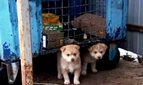 Под Каширой работники мусоровывозящей компании спасли от гибели брошенных на помойке щенят