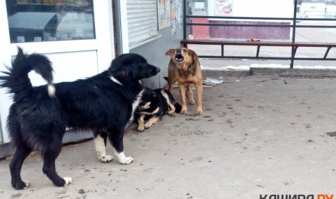 В деревне Тарасково провели отлов опасной стаи собак