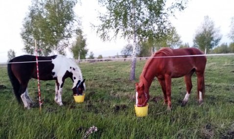 В Кашире неизвестные вскрыли конюшню и увели двух лошадей