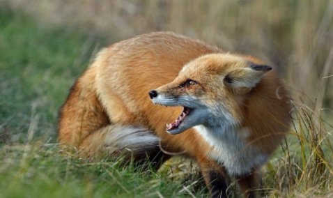 Карантин по бешенству установлен на еще одной очаговой территории в Кашире