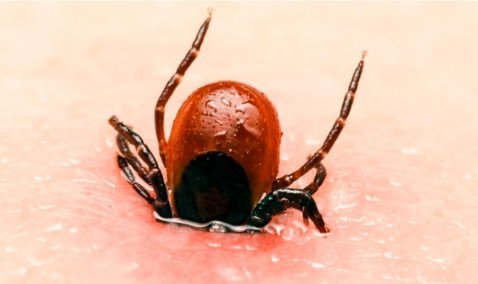 Роспотребнадзор зафиксировал случаи укуса клеща в Кашире – фактов боррелиоза не выявлено
