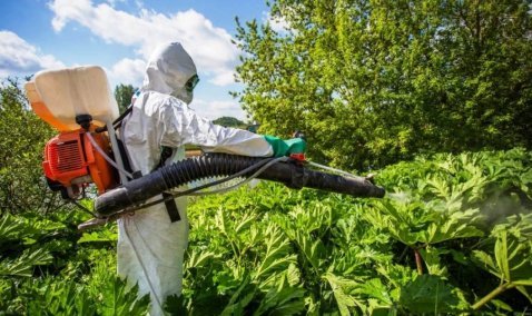 Почти 900 тысяч рублей потратят в Кашире на борьбу с борщевиком Сосновского