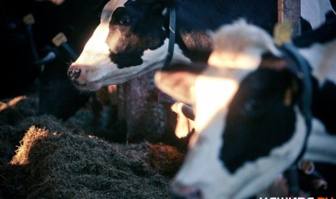 9 миллиардов инвестиций и молочный комплекс для Каширы