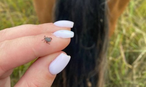 Клещи продолжают активничать в Кашире вопреки похолоданию