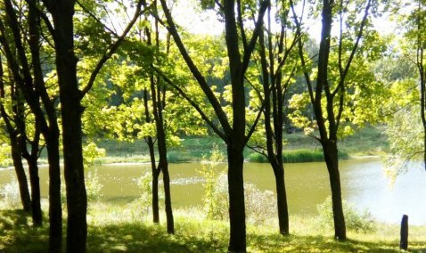 Пруд в Новоселках приведут в порядок, расчистив от деревьев