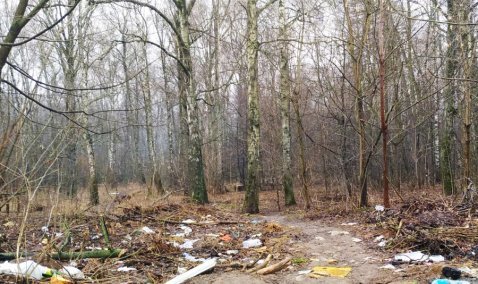 Контейнерную площадку в месте отдыха в березовой роще могут установить по итогам голосования на «Доброделе»