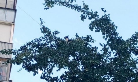 Каширские спасатели проявили неравнодушие, вызволив из беды застрявшего на дереве кота