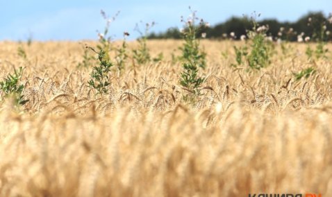 Кашира вошла в число лидеров Подмосковья по сбору озимых и урожаю чеснока