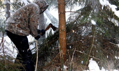 Каширянин получил условный срок заключения за незаконную рубку лесных насаждений