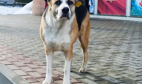 В Кашире отменен карантин по бешенству животных